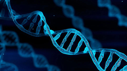 What is Collagen? The Glue Holding Your Body Together