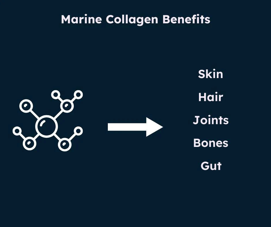 Collagen Marine Peptides Benefits